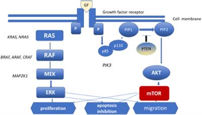 Update on Pulmonary Langerhans Cell Histiocytosis